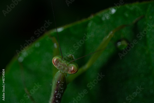 praying mantis close up from above © A.MIYAKE