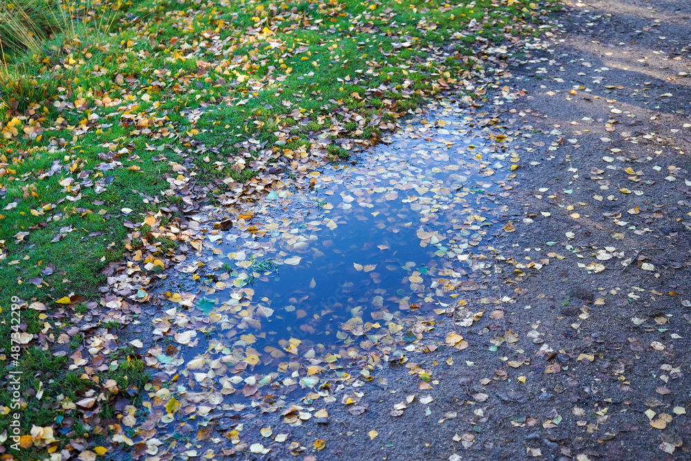 Puddles in middle of a woodland footpath 