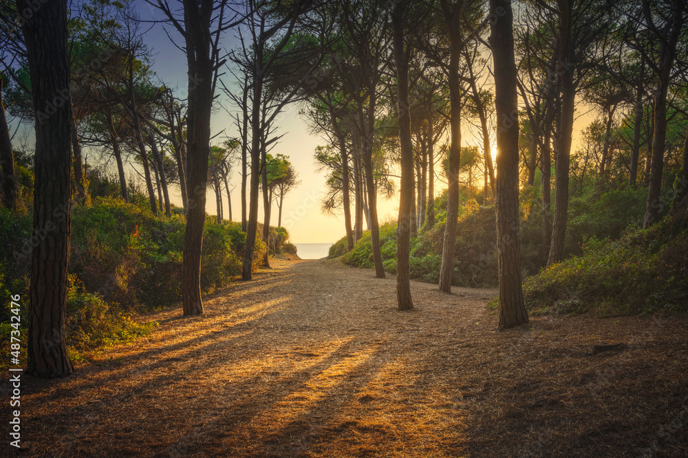 Path in pinewood forest and sea. Marina di Cecina, Maremma Tuscany, Italy Path in pinewood forest and sea. Marina di Cecina, Maremma Tuscany, Italy
