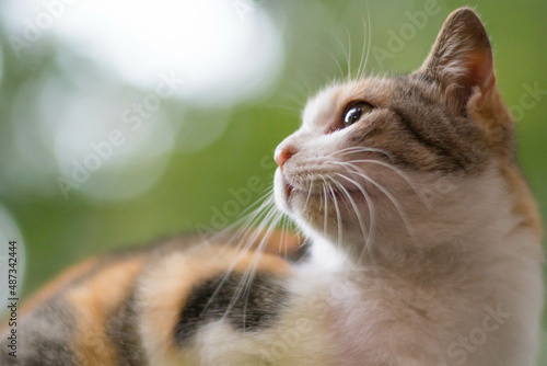 遠くを見つめる日本の森に暮らす美しい野良猫