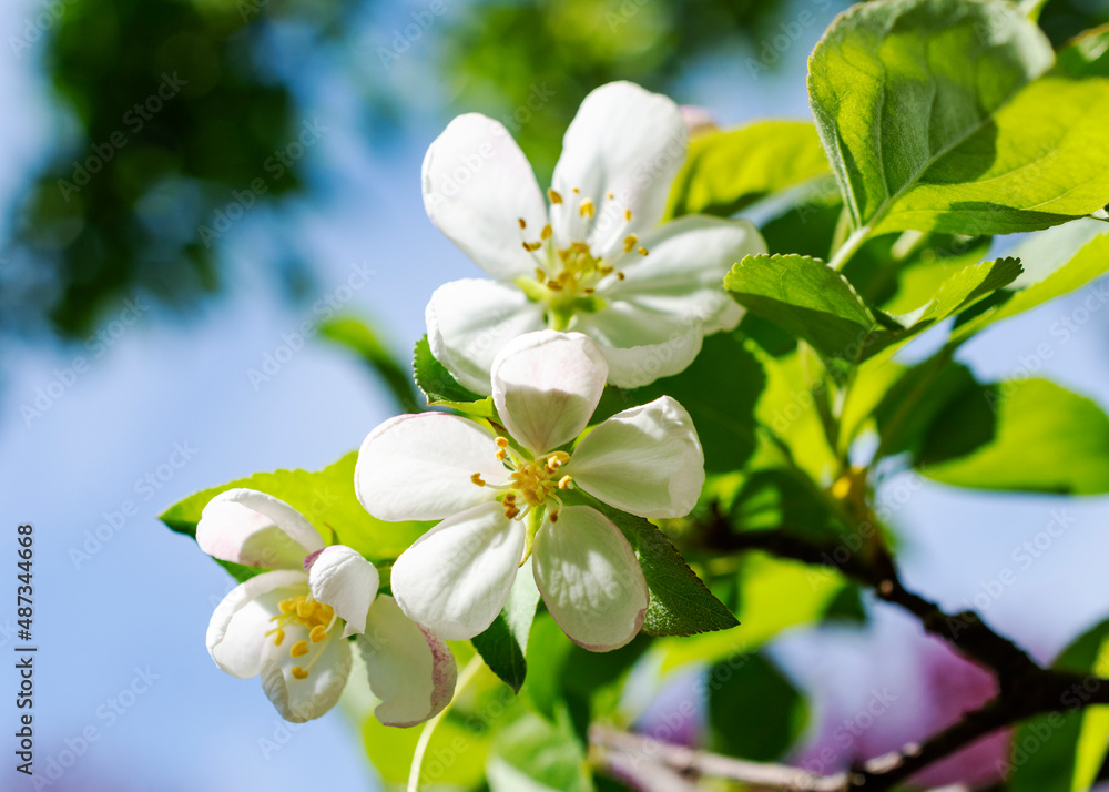Fototapeta premium Three white crab apple blossoms on a sunny spring day.