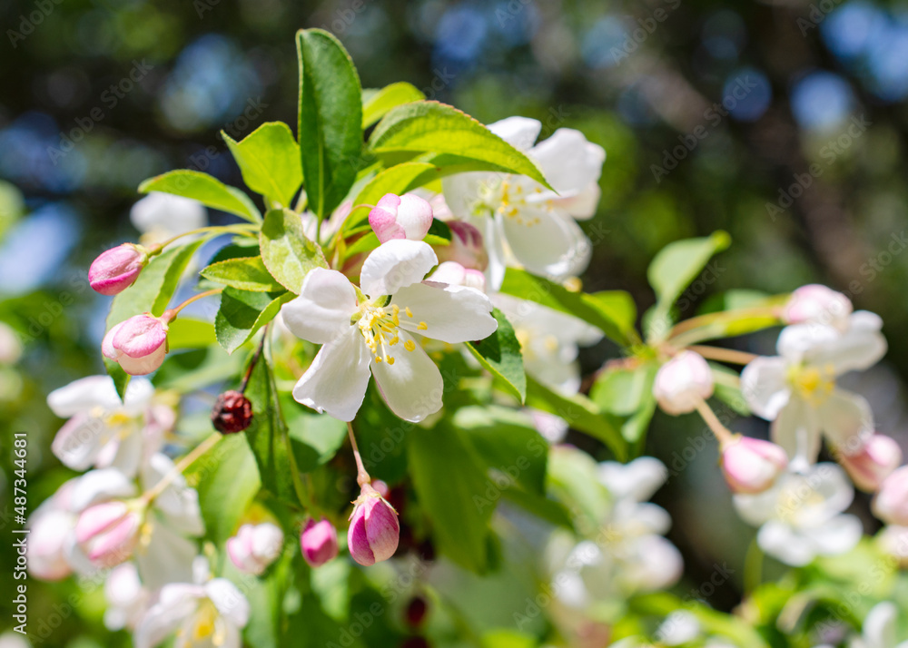 Obraz premium A white crab apple branch in full bloom on a sunny spring day.