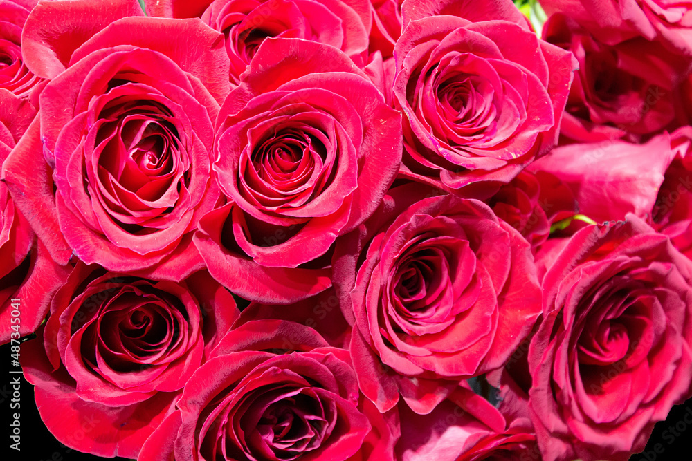 Background of large flowers of red roses Background of large flowers of red roses