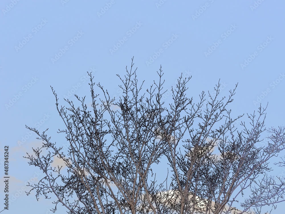 枝のない冬の樹々。イラスト風の写真。 枝のない冬の樹々。イラスト風の写真。