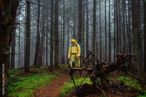 Male hiker in a yellow raincoat walks on a trail through a wet rainforest on a background of trees in the fog. A man on a hike climbs into the mountains in the woods