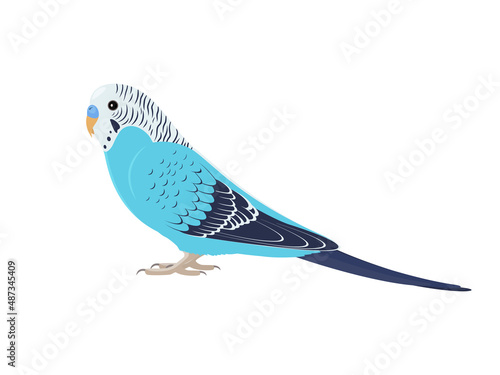 Budgie bird standing sideways