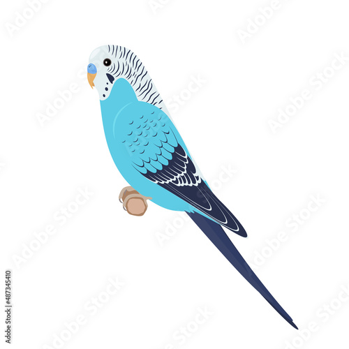Budgie sitting on brunch