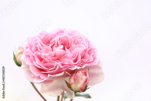 Beautiful pink rose on white background. Front view.