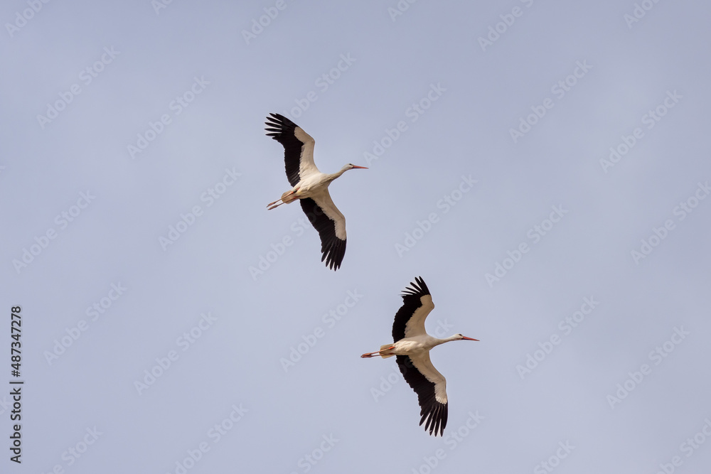 Obraz premium Spring migration of storks in the Rhone Valley