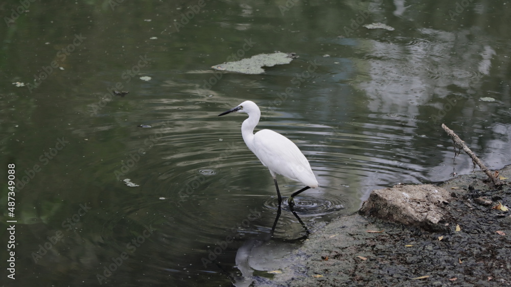 Little egret by the side of the lake Little egret by the side of the lake