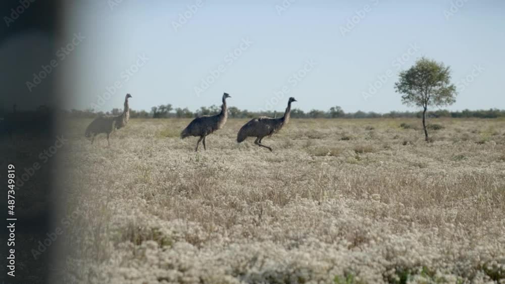 Emus walking across the dry plains of outback Australia. Clear blue sky on a hot day. Emus walking across the dry plains of outback Australia. Clear blue sky on a hot day.