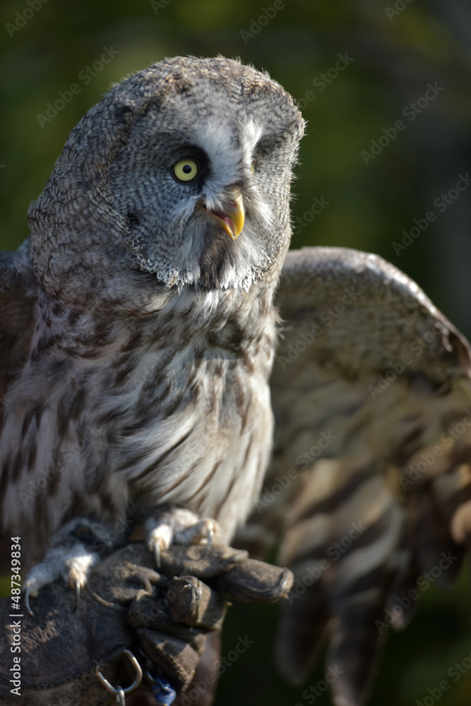 Fototapeta premium great grey owl close up photo