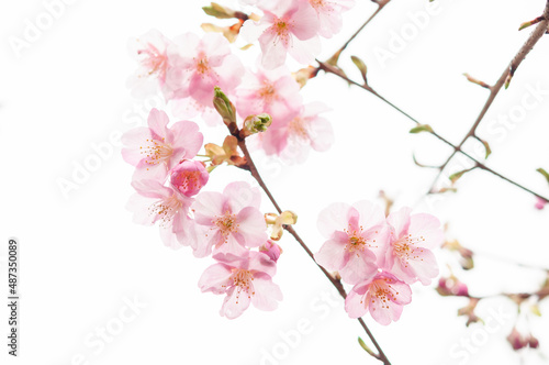 咲き始めた河津桜の花 桜 春 日本 © lemacpro
