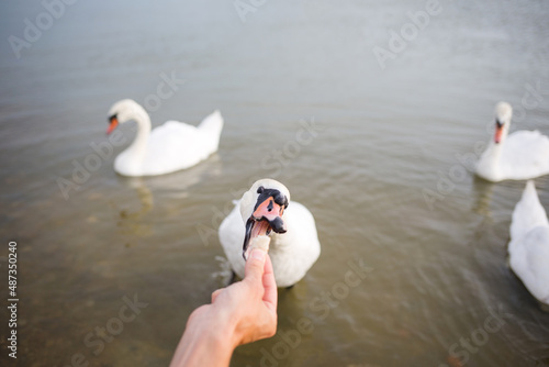 feeding birds swans on lake in their natural habitat. wildlife.