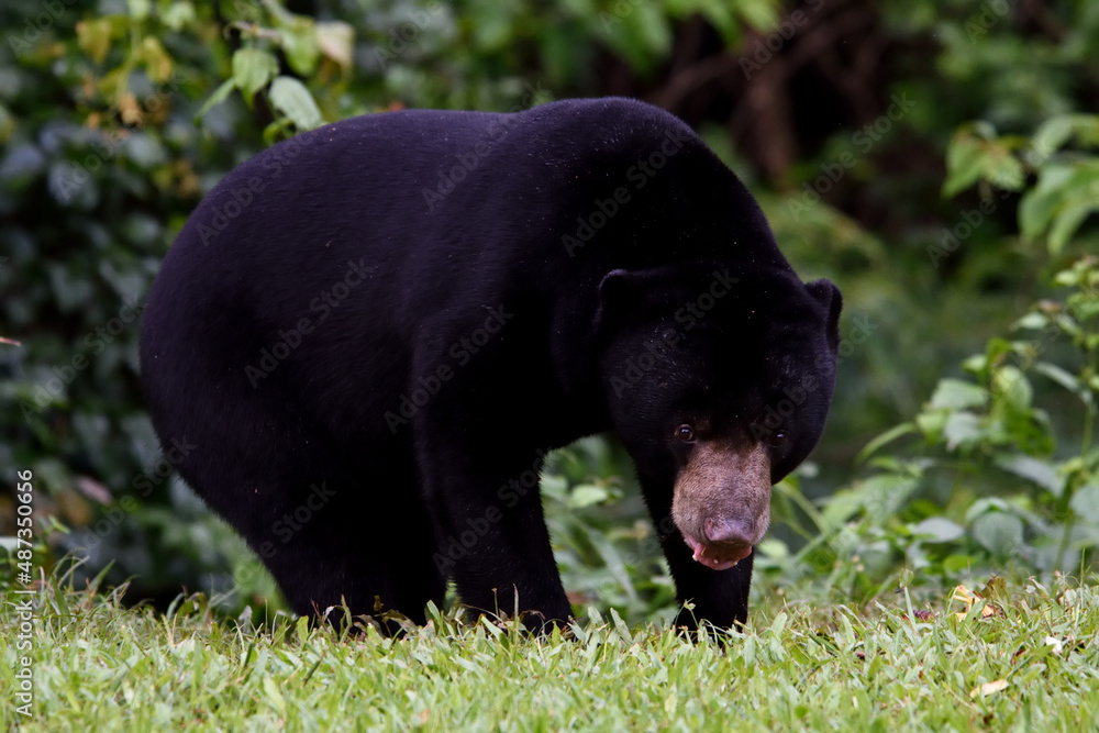 Malayan Sun Bear in the wild,danger wildlife Malayan Sun Bear in the wild,danger wildlife
