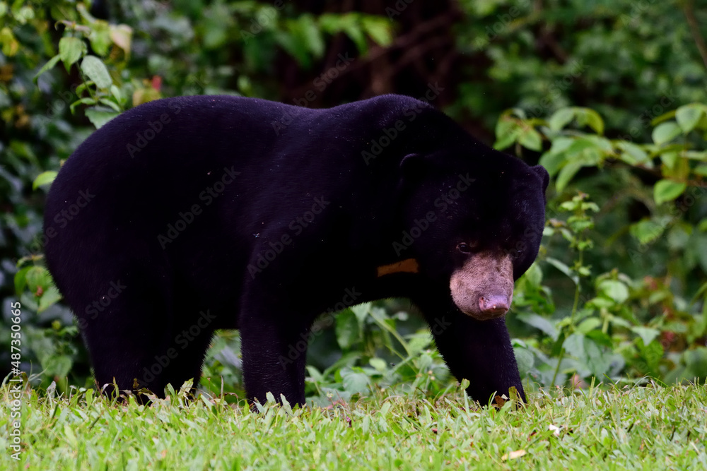 Malayan Sunbear a dangerus wildlife in the tropical rainforest,conservation wildlife species in the Thailand Malayan Sunbear a dangerus wildlife in the tropical rainforest,conservation wildlife species in the Thailand