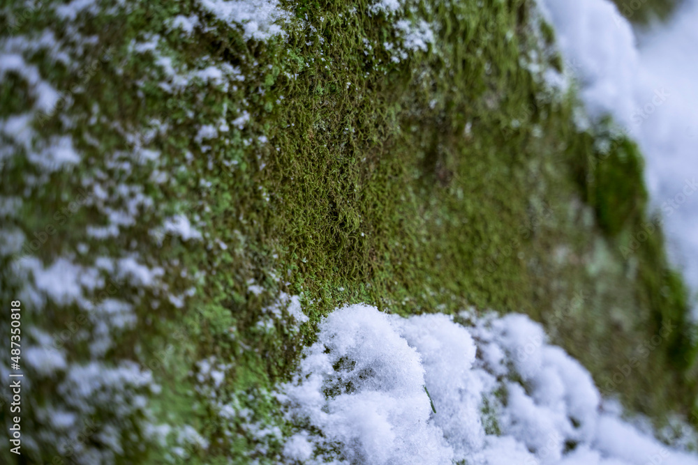 Texture of stone covered with moss in winter forest, selective focus Texture of stone covered with moss in winter forest, selective focus