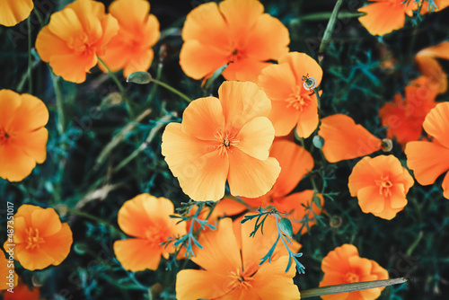 Fototapeta Naklejka Na Ścianę i Meble -  Californian Poppy - Eschscholzia californica orange flowers, overhead view, moody flower backgrounds