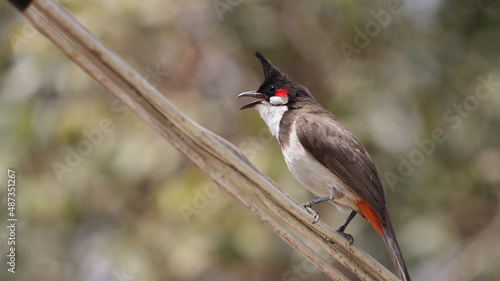 Obraz na plátně Red-whiskered bulbul singing perched on a wire
