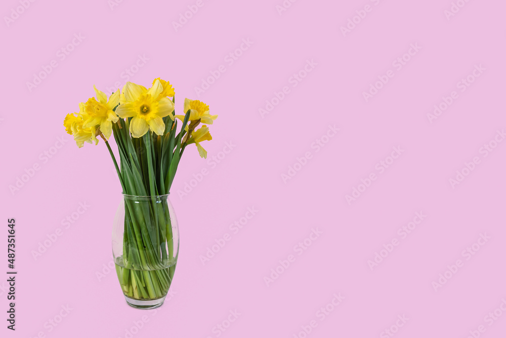 Fototapeta premium Fresh Easter flowers (Daffodils) in a vase against a pink background.