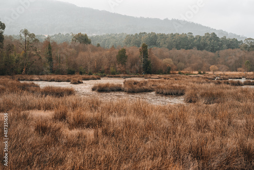 Fototapeta Naklejka Na Ścianę i Meble -  Swamp with reeds and a mud wetland