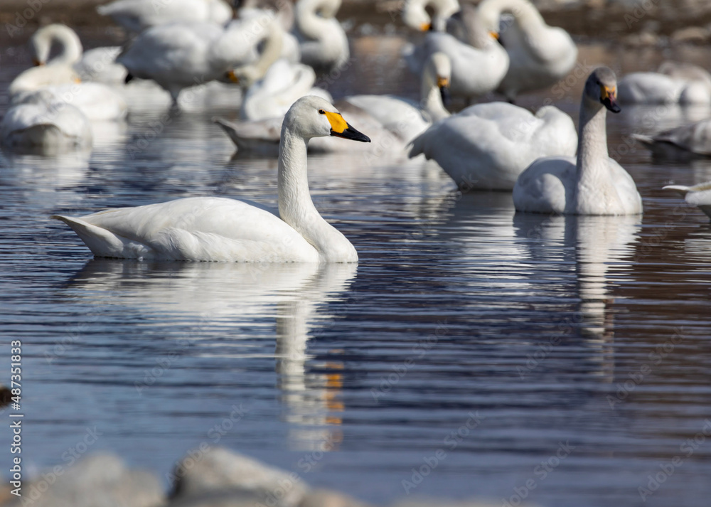 swan on the lake swan on the lake