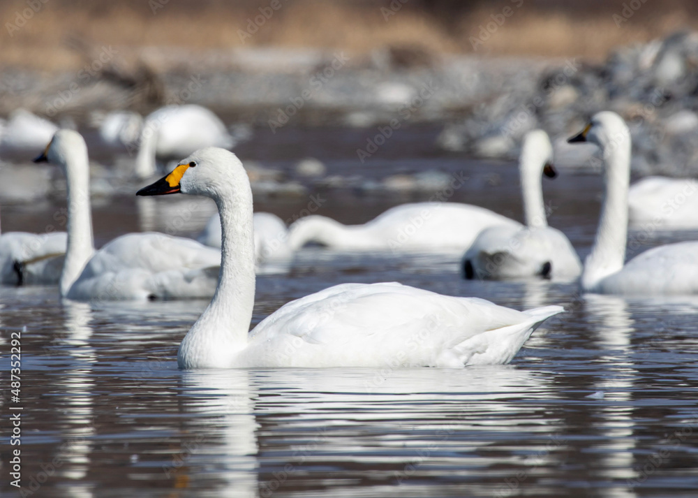 swans on the lake swans on the lake