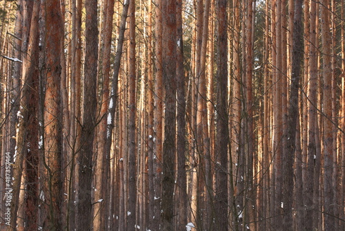 Winter pine forest on a sunny day in February