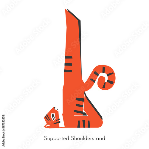 Vector concept with animal cartoon character learning balancing yoga practice - Salamba sarvangasana. Bengal tiger does Supported shoulderstand. Flat illustration of core sport training