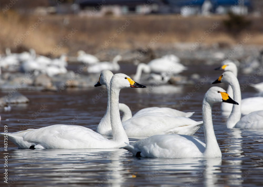 swans on the lake swans on the lake