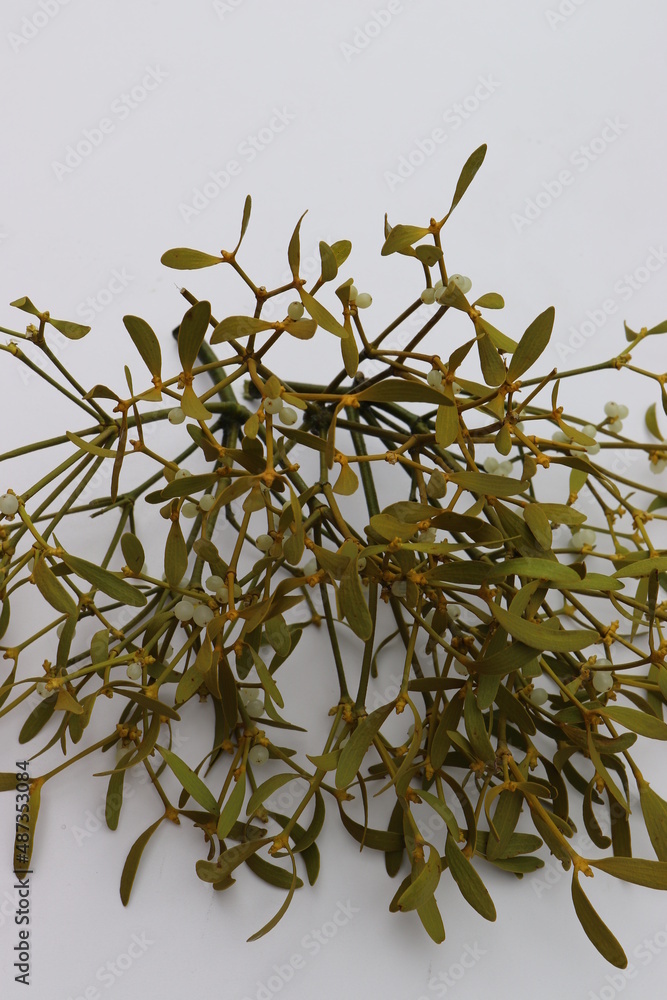 Miestelzweig mit Beeren. Misteln.