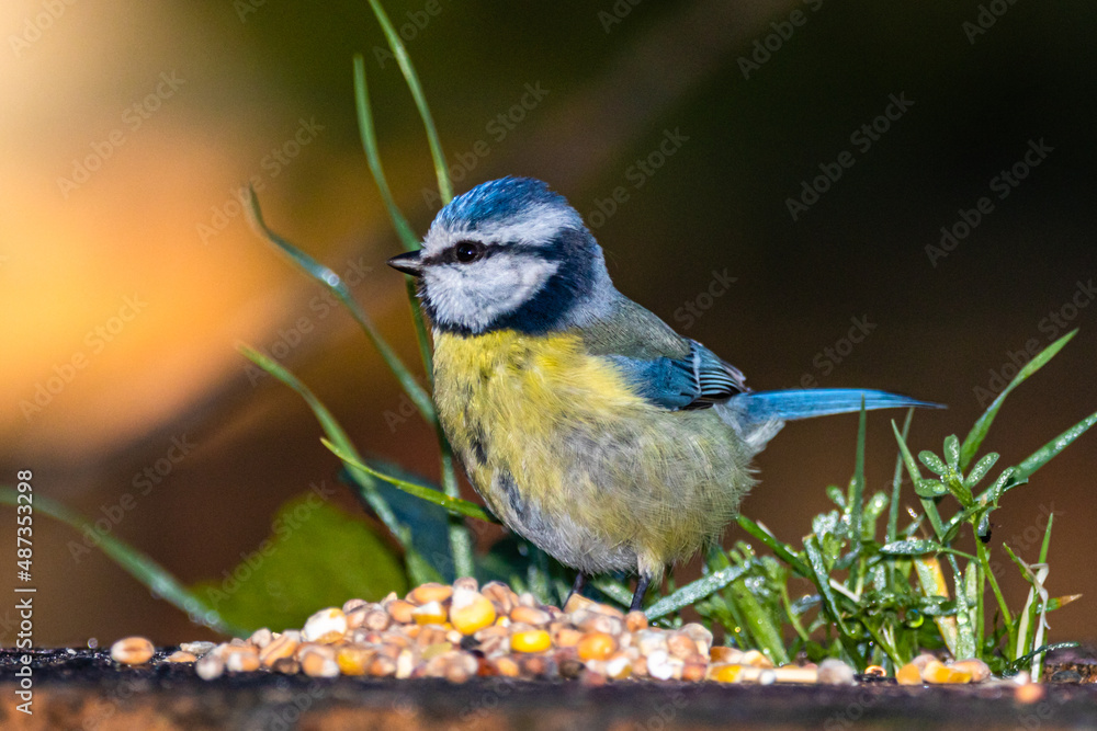Obraz premium Eurasian Blue Tit in a park in Provence