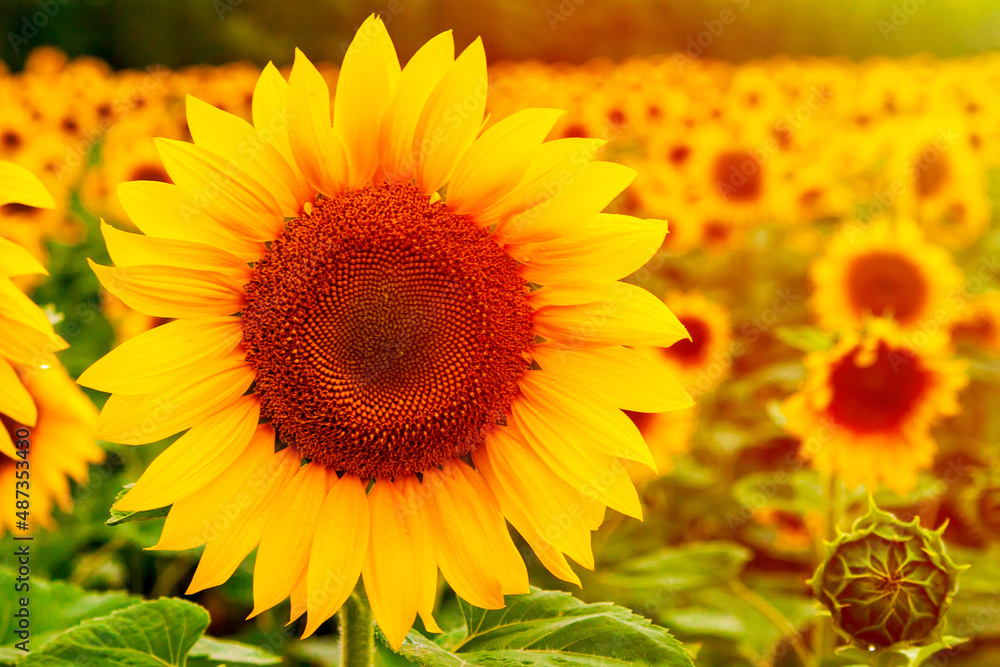 Sunflower agriculture. Beautiful sunflower flower on the background of a sunflower field. Sunflower oil.