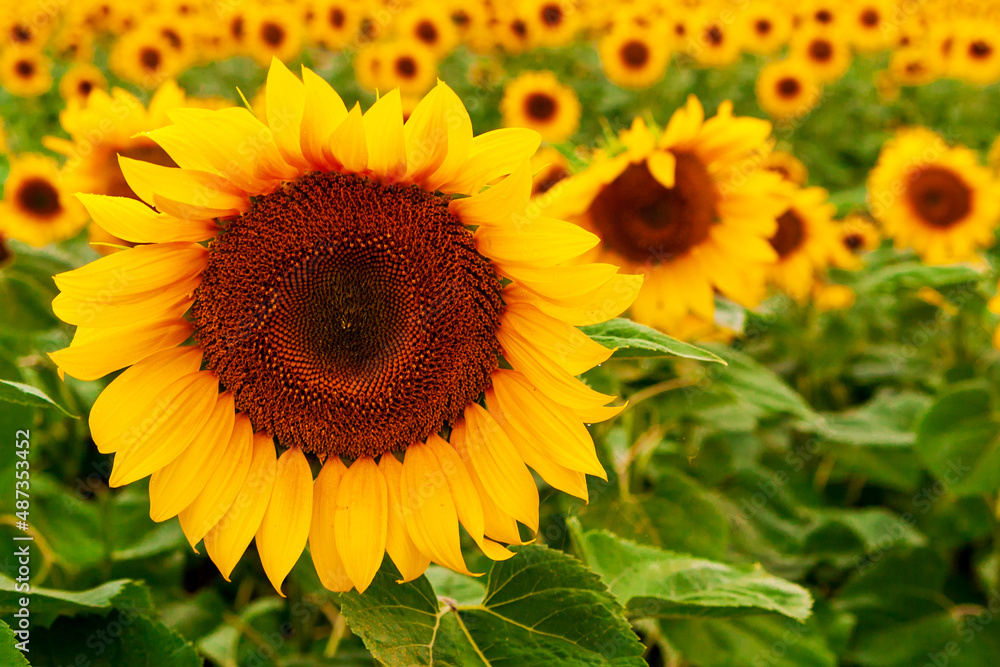 Beautiful sunflower flower on the background of a sunflower field. Sunflower agriculture. Beautiful sunflower flower on the background of a sunflower field. Sunflower agriculture.