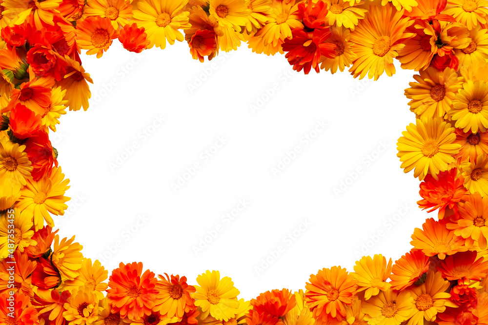 Calendula officinalis, the pot marigold, ruddles, common marigold or Scotch marigold. Cheerful decorative frame made of calendula flowers isolated on white. Calendula officinalis, the pot marigold, ruddles, common marigold or Scotch marigold. Cheerful decorative frame made of calendula flowers isolated on white.