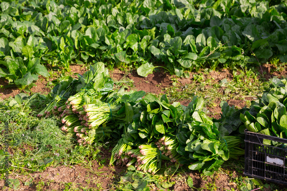 Closeup of freshly harvested organic spinach on farm field. Popular leafy vegetables