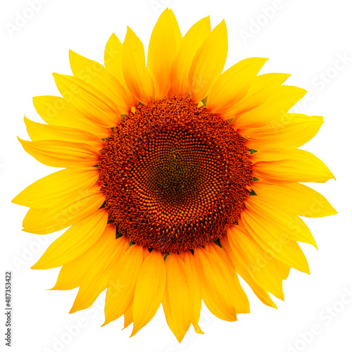 Fototapeta Naklejka Na Ścianę i Meble -  Sunflower flower closeup isolated on white background. Sunflower as bright as the sun.