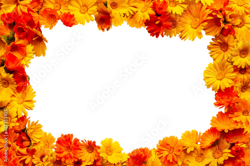Calendula officinalis, the pot marigold, ruddles, common marigold or Scotch marigold. Cheerful decorative frame made of calendula flowers isolated on white.