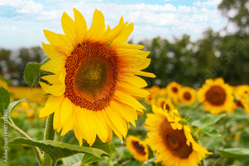 Sunflower agriculture. Beautiful sunflower flower on the background of a sunflower field. Vegetable oil.