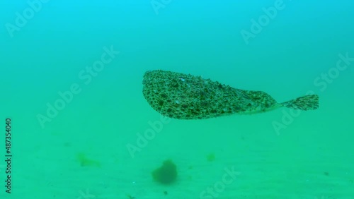 Fishes of the Black Sea. Black Sea turbot or kalkan (Scophthalmus maeoticus), commercial species photo