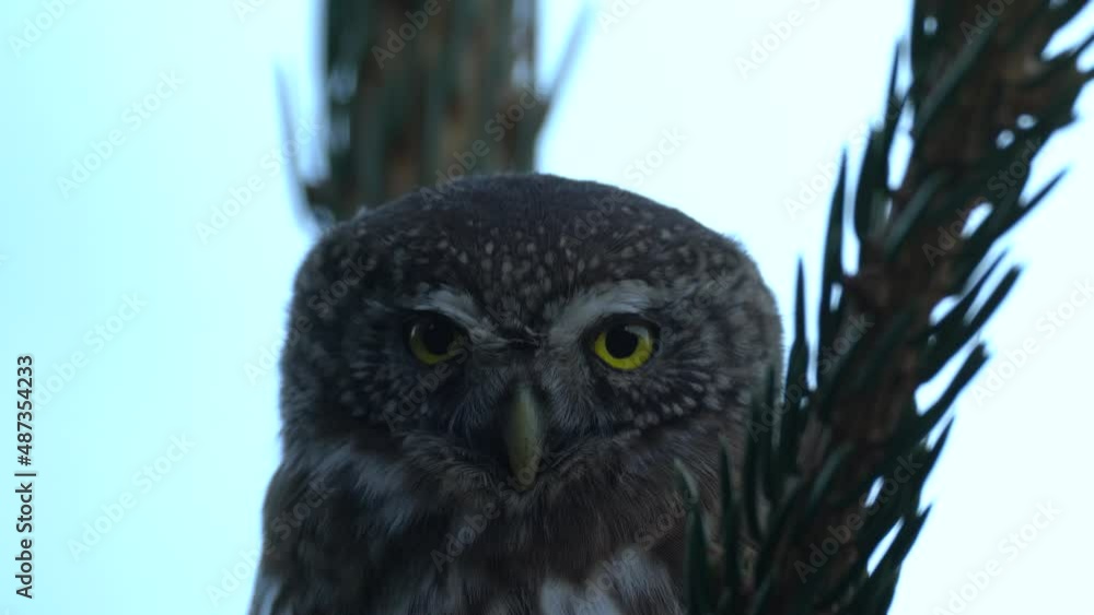 Wildlife Czech. Pygmy Owl, sitting on tree spruce branch with clear dark forest background. Eurasian tinny bird in the habitat. Beautiful bird in evening sunset. Wildlife Czech. Pygmy Owl, sitting on tree spruce branch with clear dark forest background. Eurasian tinny bird in the habitat. Beautiful bird in evening sunset.