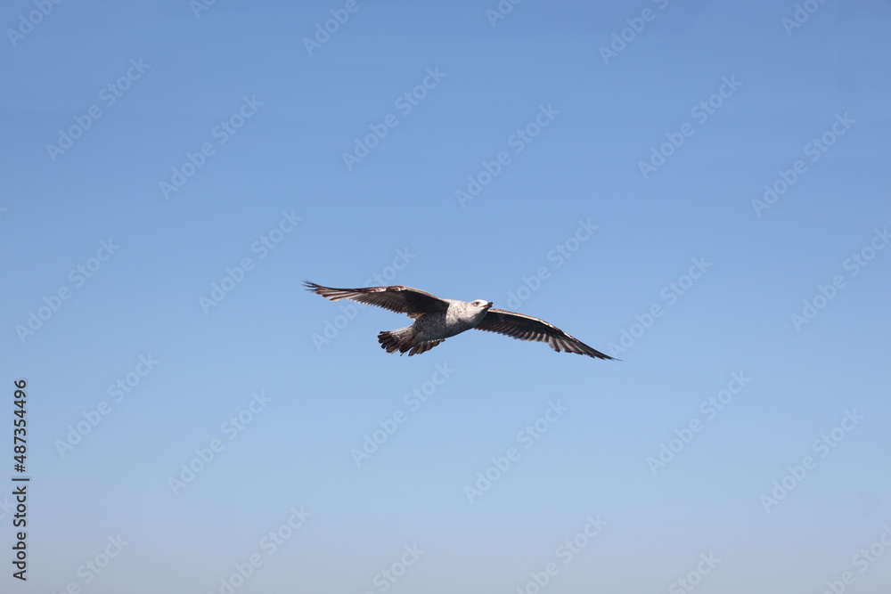 Obraz premium Gull