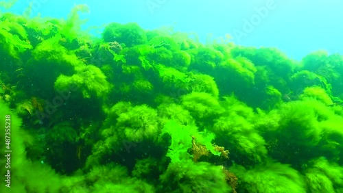 Black Sea green and red algae (Enteromorpha, Ulva, Ceramium, Polisiphonia, Cladophora) in the Black Sea photo