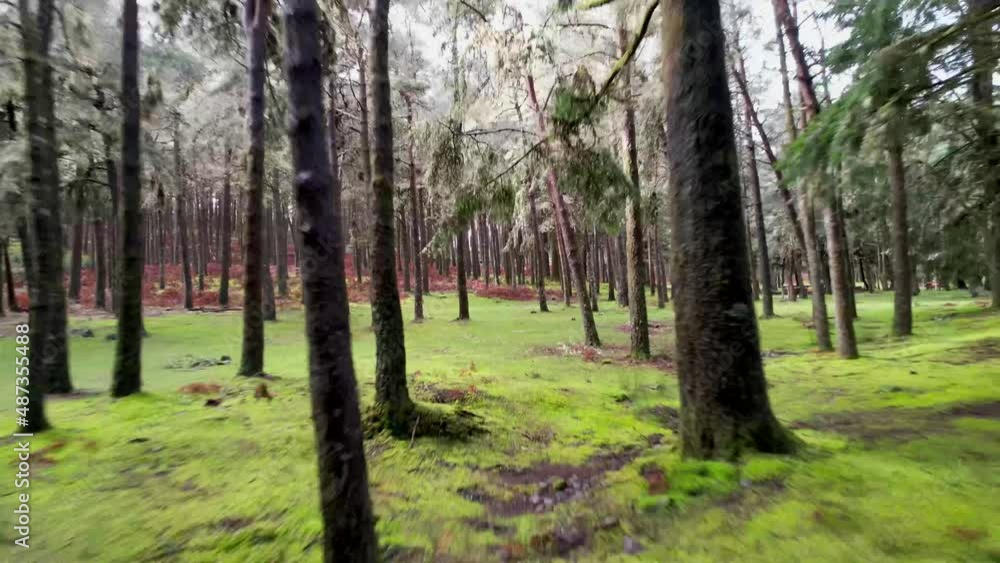 Moving Backwards Between Thin Winter Trees Above Moss Covered Ground Madeira Island Forest Portugal Drone 4k Moving Backwards Between Thin Winter Trees Above Moss Covered Ground Madeira Island Forest Portugal Drone 4k