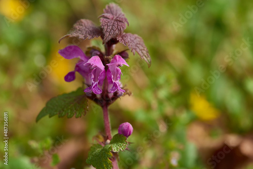 Purpurrote Taubnessel - Lamium purpureum (Lamiaceae)	 photo