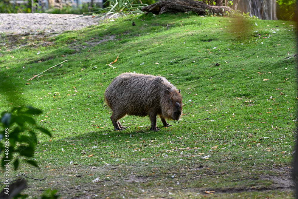 Der Tiergarten Schönbrunn im Park des Schlosses Schönbrunn im 13. Wiener Gemeindebezirk Hietzing wurde 1752 von den Habsburgern gegründet und ist der älteste noch bestehende Zoo der Welt. Direktor des Der Tiergarten Schönbrunn im Park des Schlosses Schönbrunn im 13. Wiener Gemeindebezirk Hietzing wurde 1752 von den Habsburgern gegründet und ist der älteste noch bestehende Zoo der Welt. Direktor des