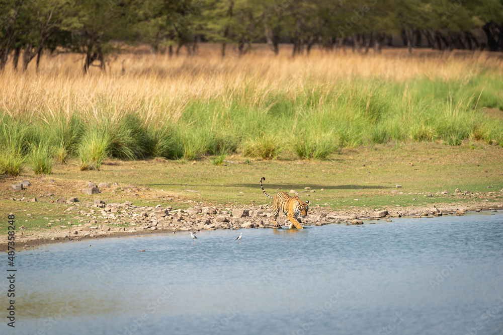 Fototapeta premium Wild bengal female tiger or tigress on walking in rajbagh lake water natural scenic landscape background at ranthambore national park or tiger reserve rajasthan india - panthera tigris tigris