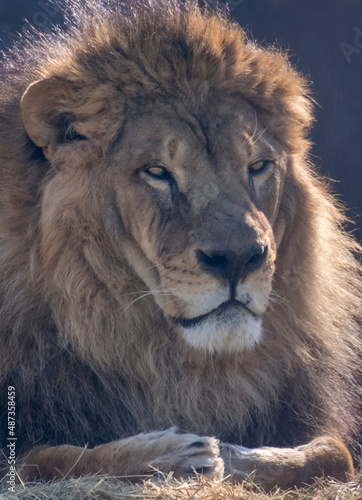 portrait of an adult male lion against a black fence. Sunny weather. Winter day. a light vetech flutters the mane.