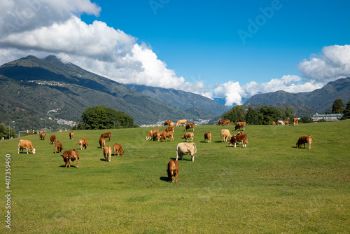 Herd of cows strolls and eats the green grass of the Swiss hills. Blue sky, copy-space © alexandre zveiger