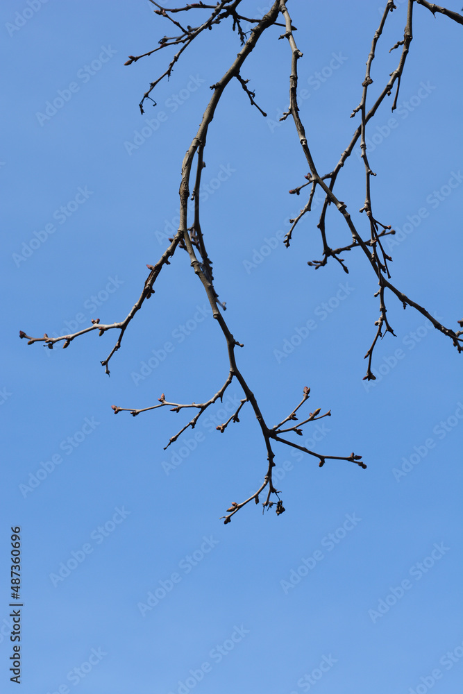 London plane London plane